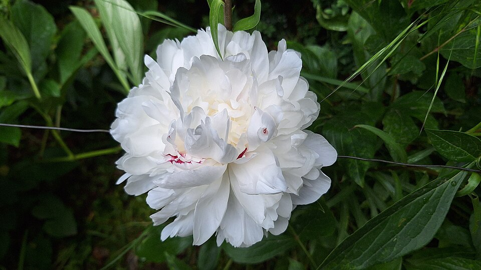 A white peony with a faint red center